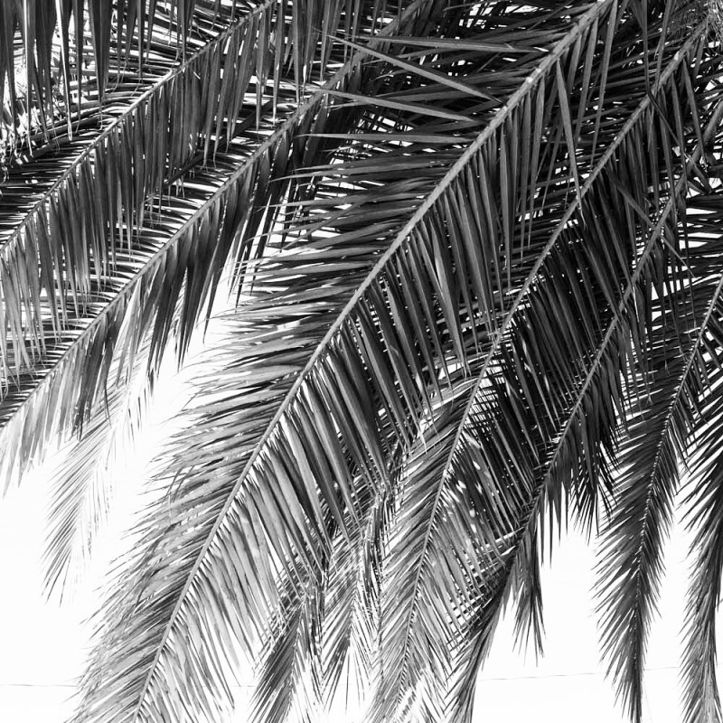 figtny.com | Palms by Harrison Boyce
